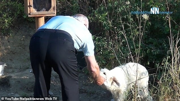 Homem alimentando cachorro