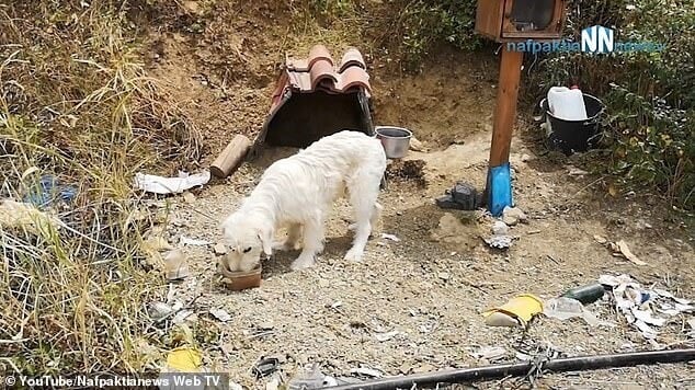Cachorro na beira da estrada