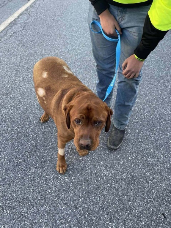Cachorro com queimaduras