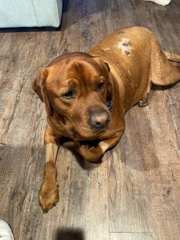 Cachorro com queimaduras