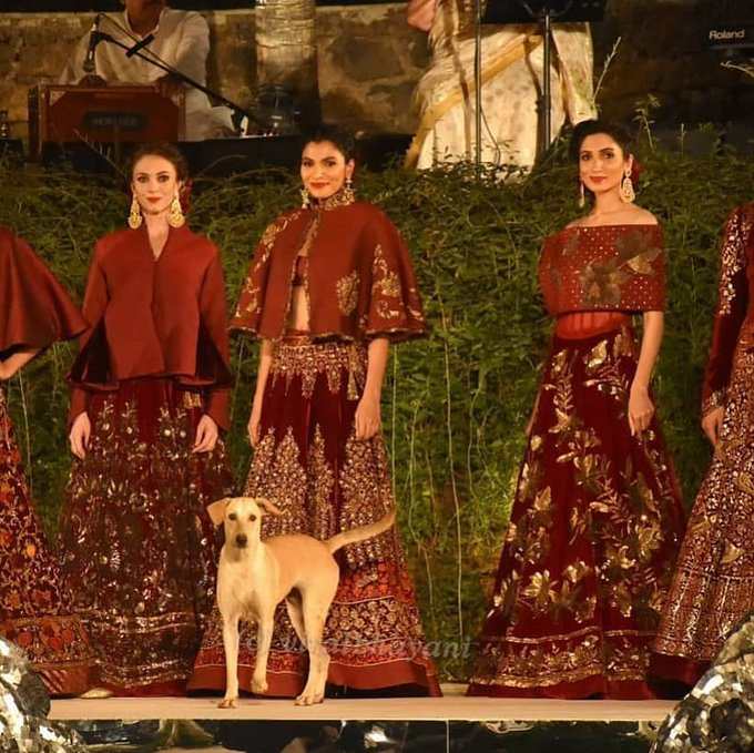 cachorro-invade-desfile-na-Índia1-compressed