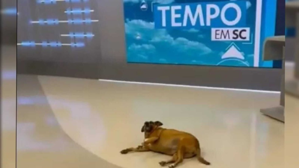 cachorra invade telejornal
