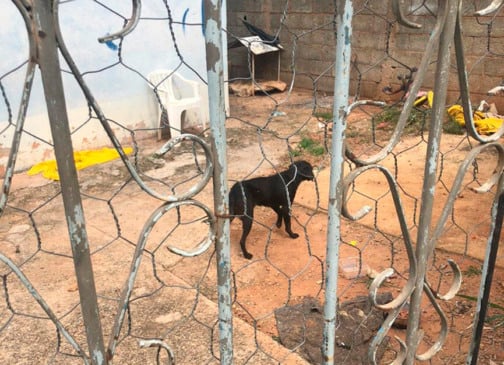 Maus-tratos em Itatiba. (Foto: Divulgação)