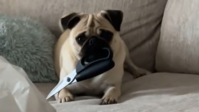 Cachorro com tesoura na boca