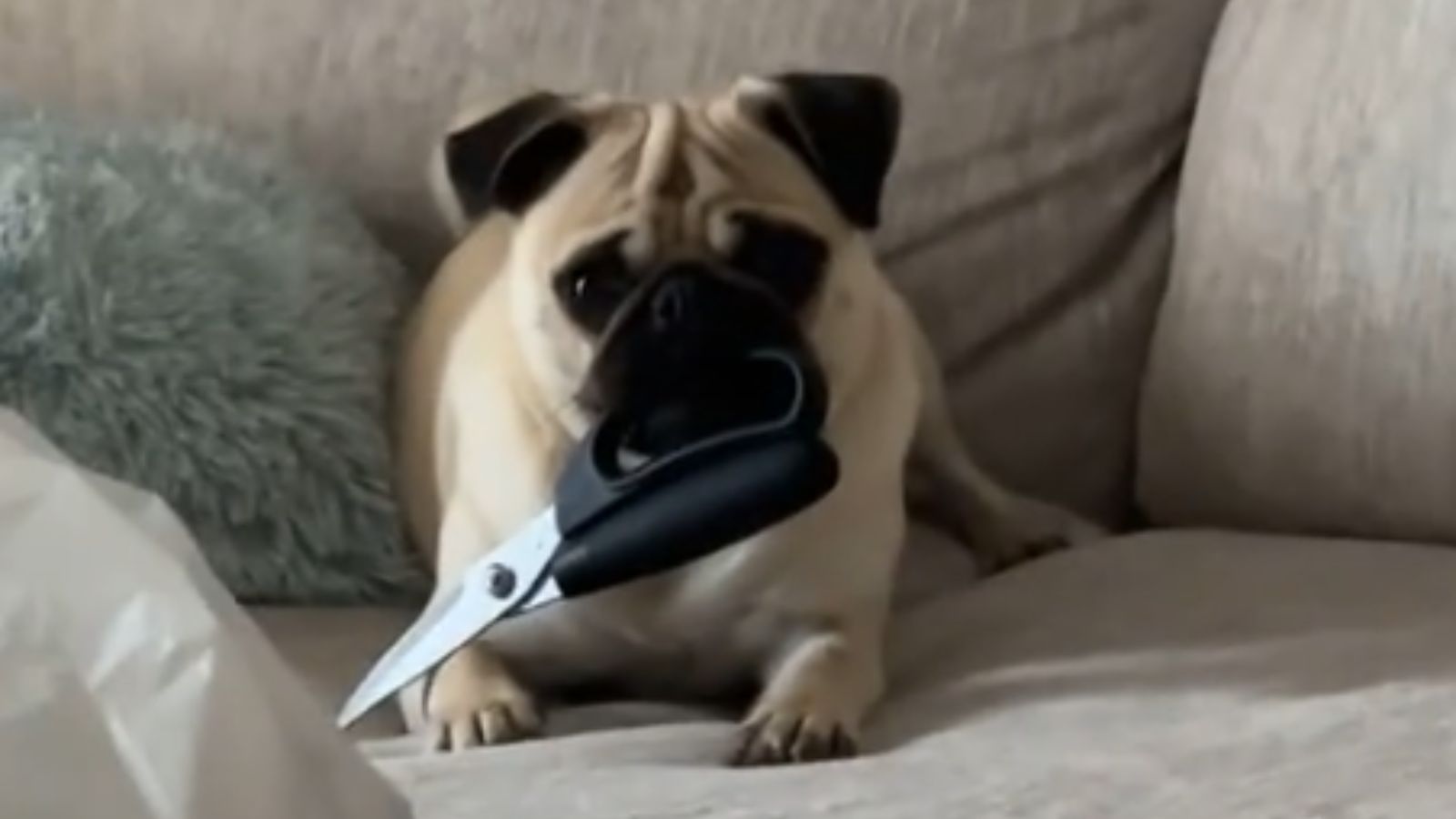 Cachorro com tesoura na boca