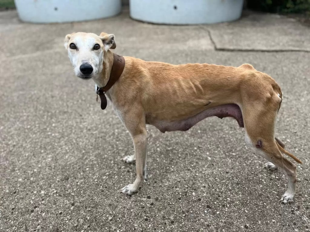 Cachorro da a luz a filhotinhos
