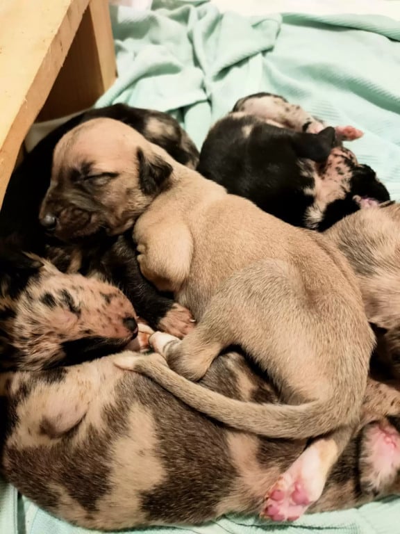 Filhotes de cachorro