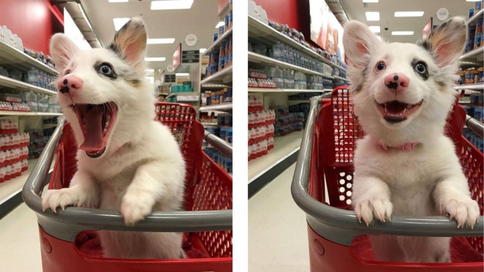 Foto: reprodução/twitter Foto: reprodução/twitter