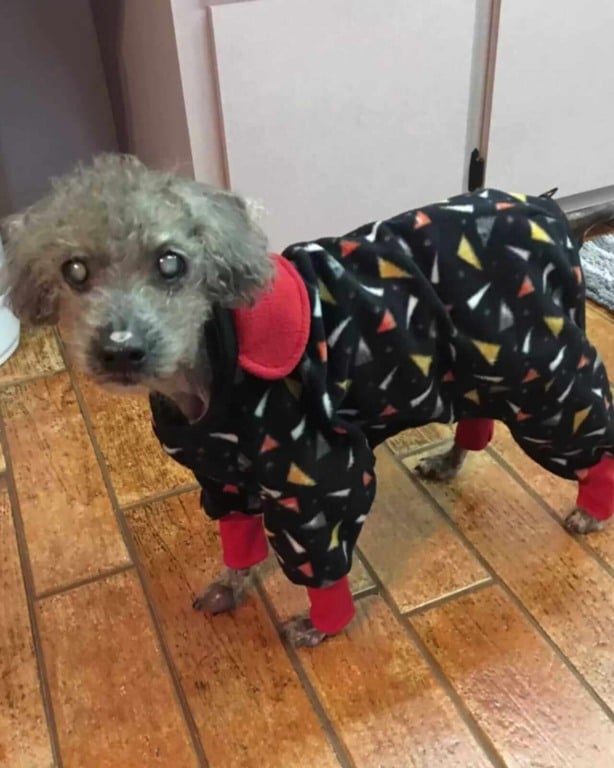 Cachorro com pijama
