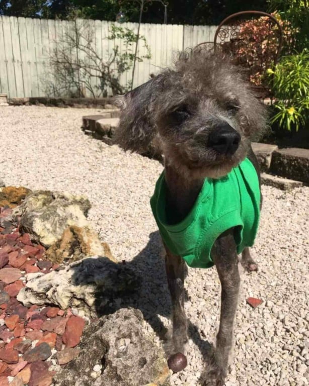 Cachorro com roupa verde
