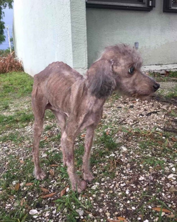 Cachorro magro doente