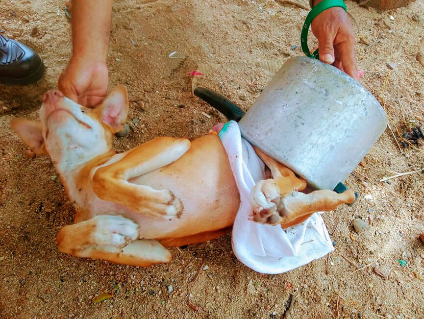 Cachorro fica preso em panela. (Foto: Divulgação)