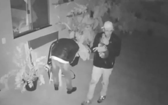 Cachorro pede carinha a ladrões durante furto