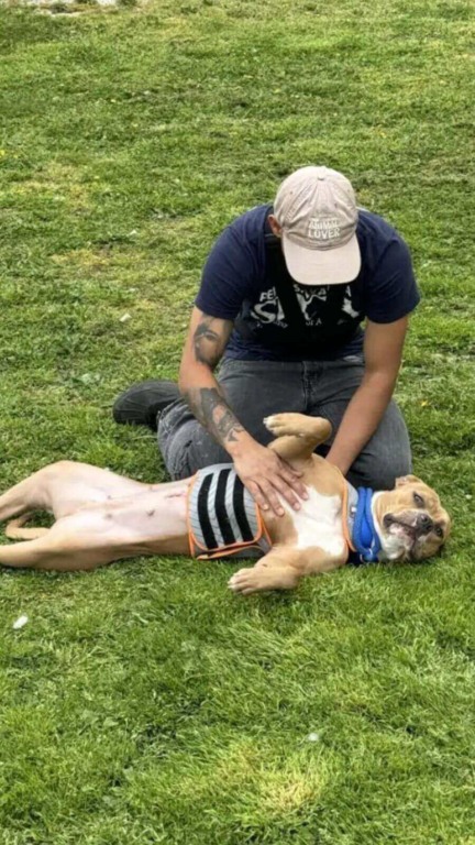 Pessoa acariciando a barriga de um pit bull deitado na grama, usando um colete listrado preto e cinza, ao ar livre.