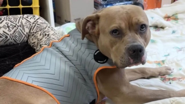 Pit bull deitado em uma cama em um abrigo, usando um colete cinza com bordas laranja, olhando para a câmera.
