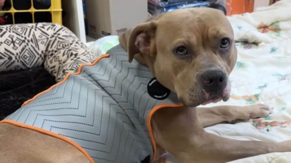 Pit bull deitado em uma cama em um abrigo, usando um colete cinza com bordas laranja, olhando para a câmera.