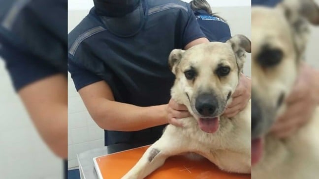 cachorro sendo segurado por um homem