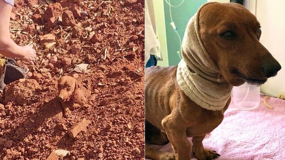 Foto: União Protetora dos Animais (UIPA)/Divulgação