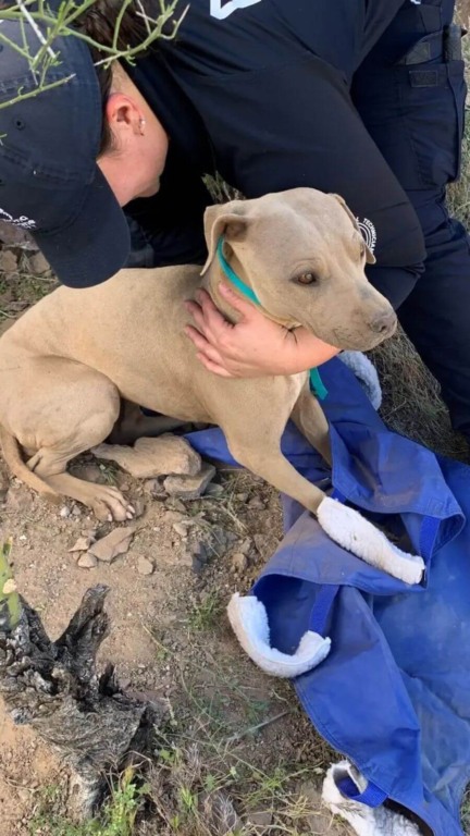 Homem sorrindo enquanto seguram um cachorro caramelo em uma bolsa azul.