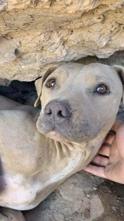 Cachorro caramelo deitado em uma caverna, sendo acariciado por uma pessoa.