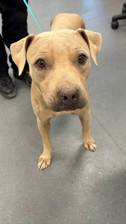 Cachorro marrom com coleira e guia ao lado de uma pessoa.