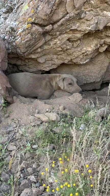 Cachorro em uma pequena caverna na montanha, rodeado por vegetação e flores silvestres amarelas.