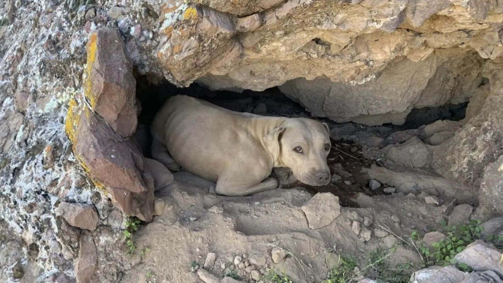 Cachorro em uma pequena caverna na montanha, rodeado por vegetação e flores silvestres amarelas. Cachorro em uma pequena caverna na montanha, rodeado por vegetação e flores silvestres amarelas.