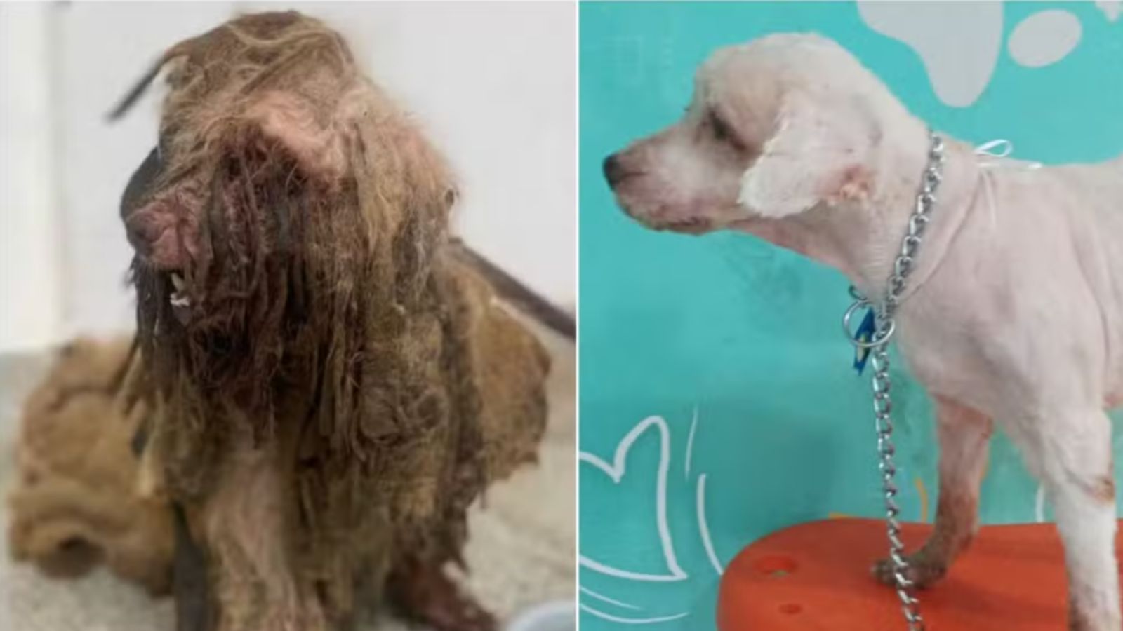 À esquerda, cão em maus-tratos; à direita, cão tosado e cuidado.