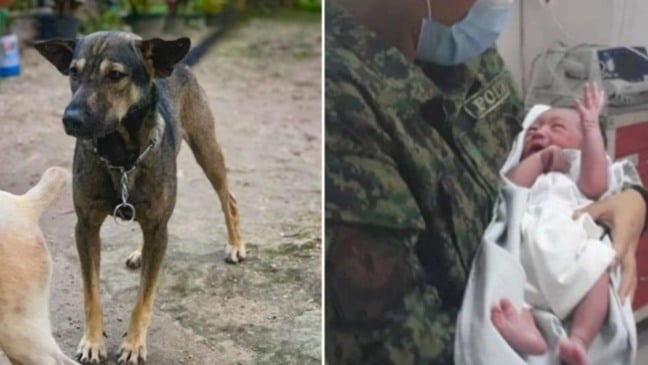 Cachorro leva humano até bebê recém-nascido e salva sua vida