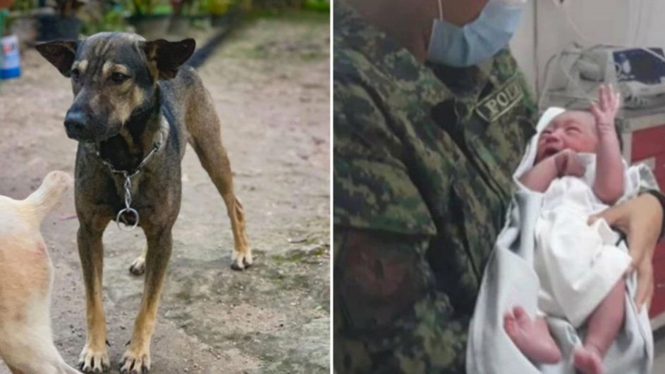 Cachorro leva humano até bebê recém-nascido e salva sua vida