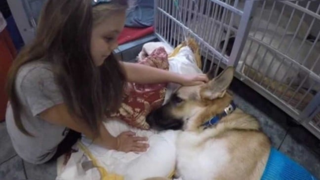 Menina fazendo carinho no cachorro que salvou sua vida