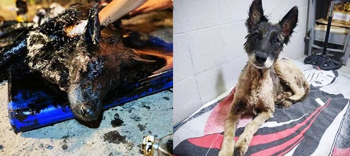 cachorro machucado coberto por piche antes e a direita ele recuperado