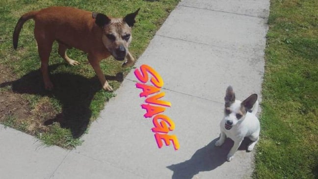 Cão visita a cerca todos os dias para receber uma massagem do cachorrinho do vizinho