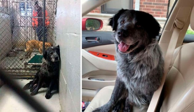 Cachorro maltratado não para de sorrir ao ser resgatado