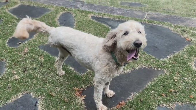 Cachorro branco com três patas
