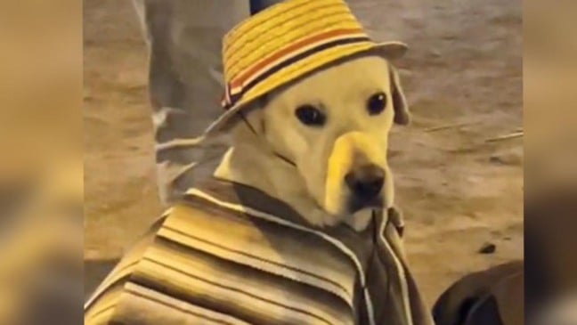 Foto: Reprodução/ Zoorprendente 