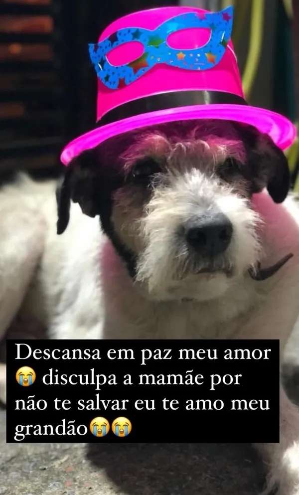 cachorro-zona-leste-é-atropelado-compressed