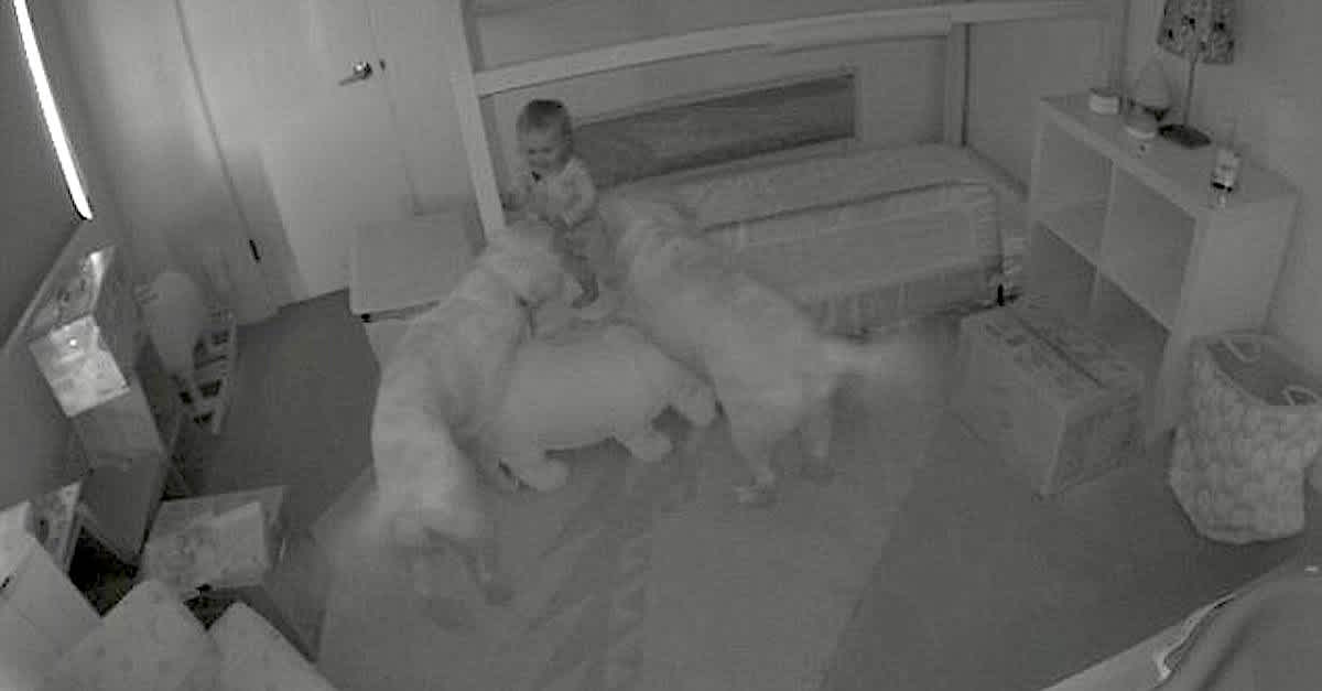 Cachorros cuidam de bebÊ