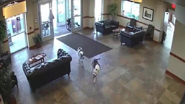 Cachorros fogem de casa e vão desbravar os vizinhos