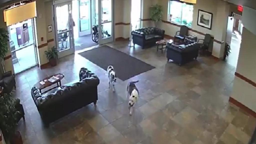 Cachorros fogem de casa e vão desbravar os vizinhos