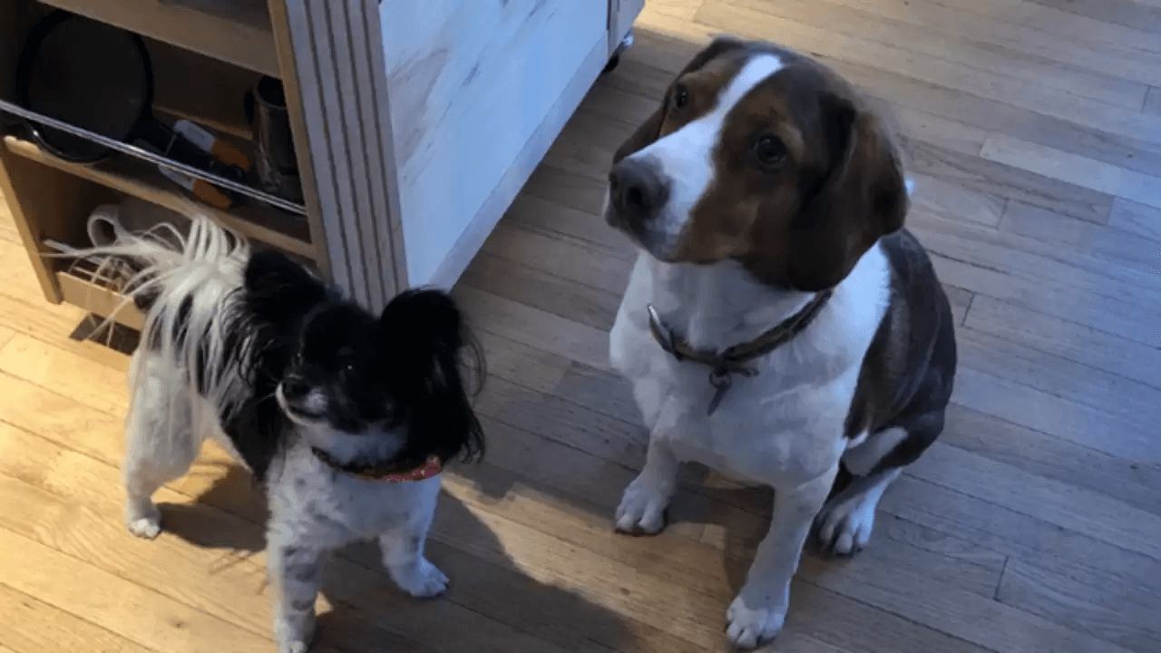 Dupla de cachorros ligam pra policia
