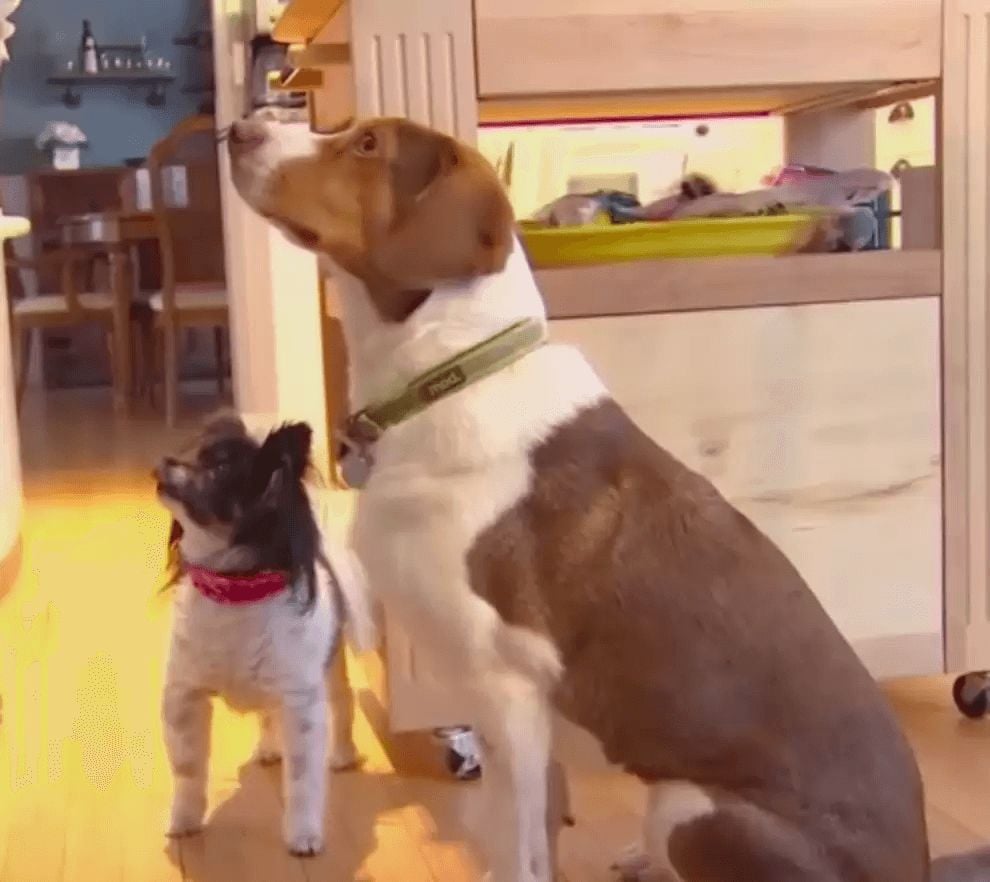 Dupla de cachorros ligam pra policia