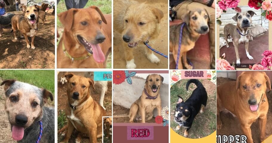 Montagem com fotos de cachorros