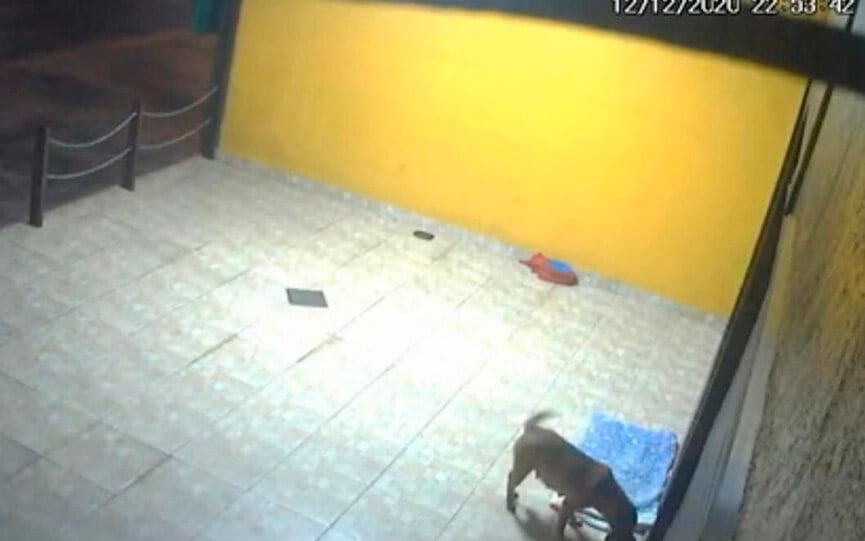 Cadela na rua. (Foto: Divulgação)