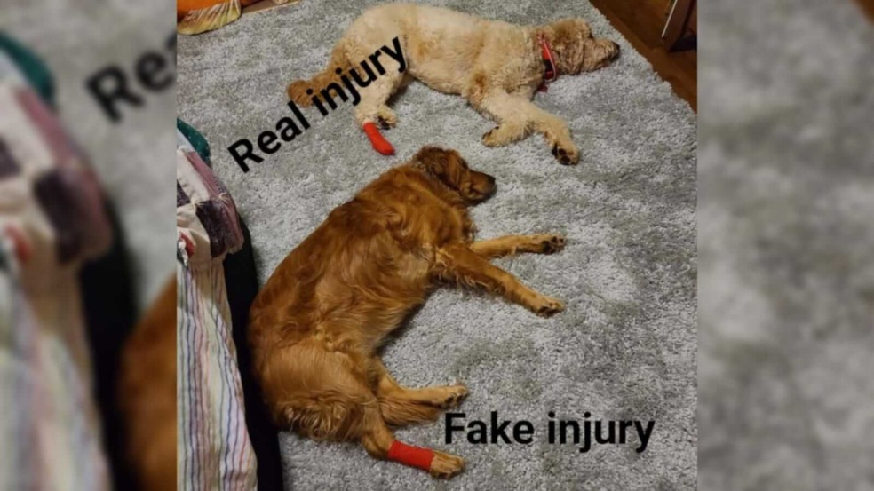 Cadela com ciúmes do irmão que recebeu mais atenção da mãe