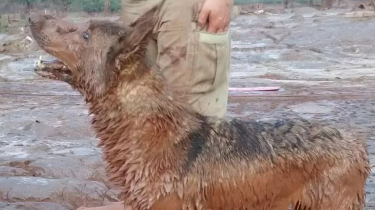 Bala, cadela que atuou em Brumadinho e Mariana, morre aos 12 anos