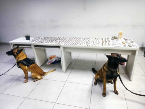 Cães Farejadores da GMJ