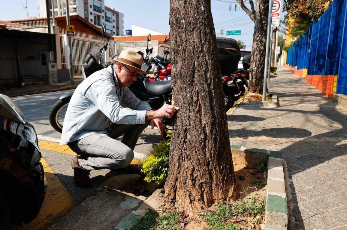 Engenheiro da prefeitura de Jundiaí inspeciona condições de árvores durante obras de acessibilidade no Anhangabaú.