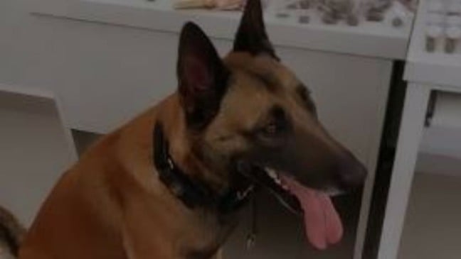 Canil da Guarda Municipal de Jundiaí apreende drogas na Vila Marlene