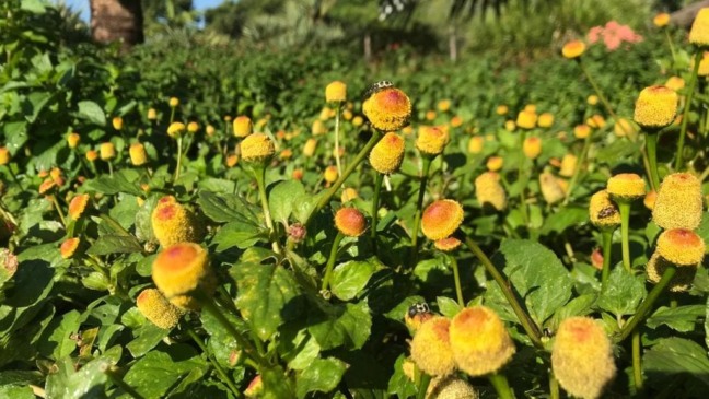 (Foto: Prefeitura de Jundiaí)